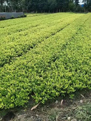 长阳金盆村绿化亮化工程