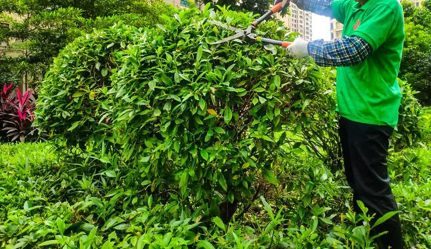 绿化工程用啥树木好些